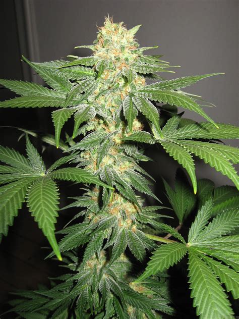 Indica Flower